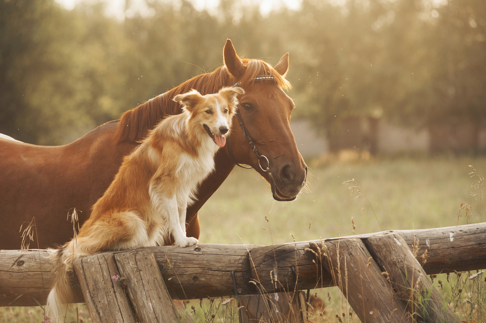Border Collie and Horse